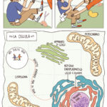 sulle-tracce-del-dna-ill-p26-rgb-1200px